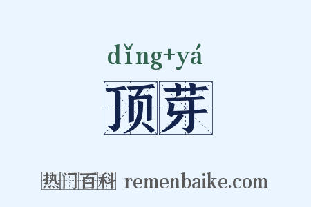 顶芽是什么意思的图片